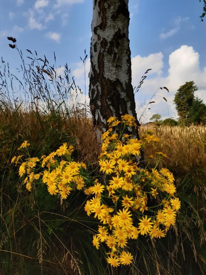 Agroturystyka Tam Gdzie Sosny Ścinawka Dolna Extérieur photo